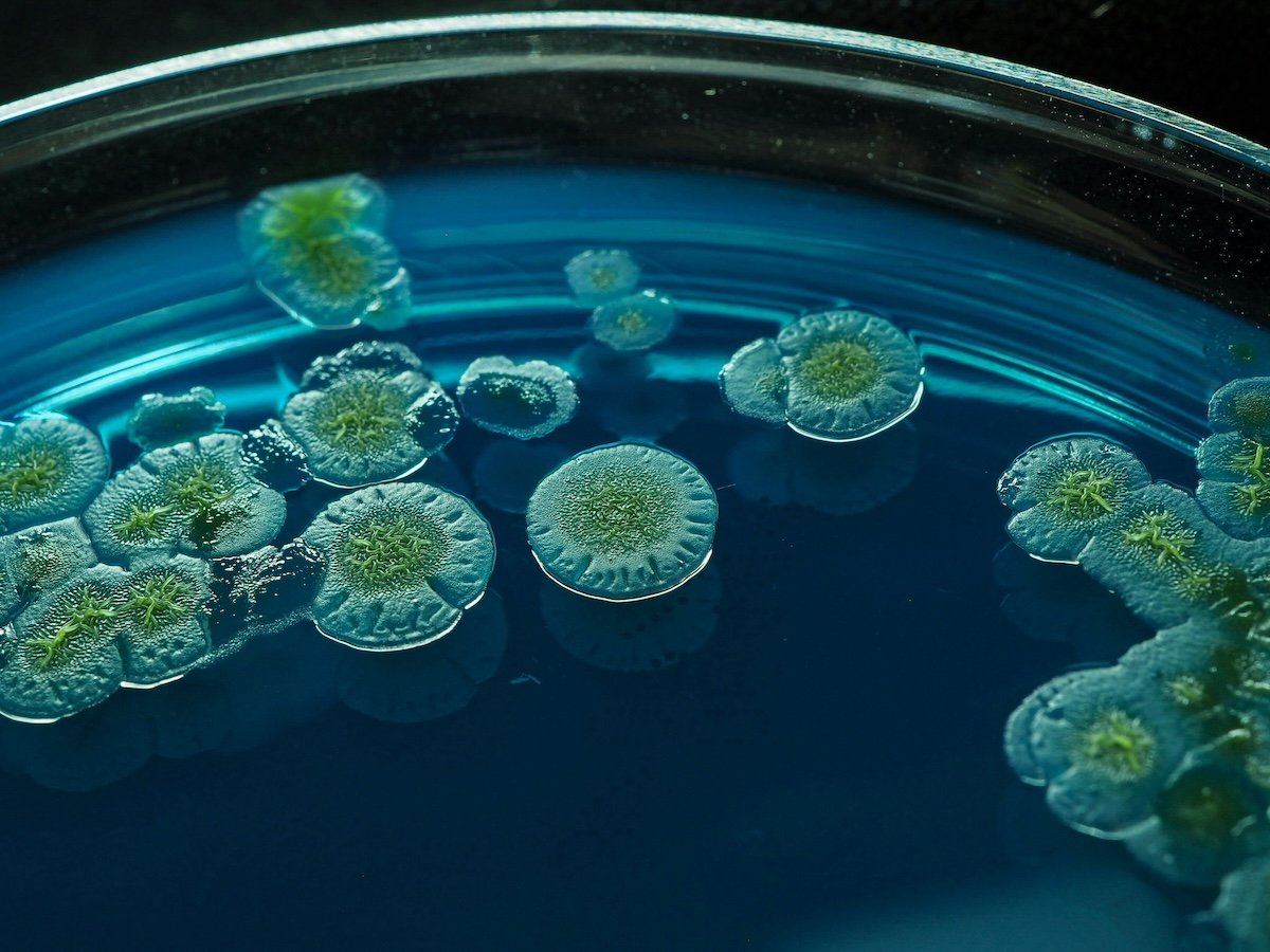 Microbiología sanidad acuícola